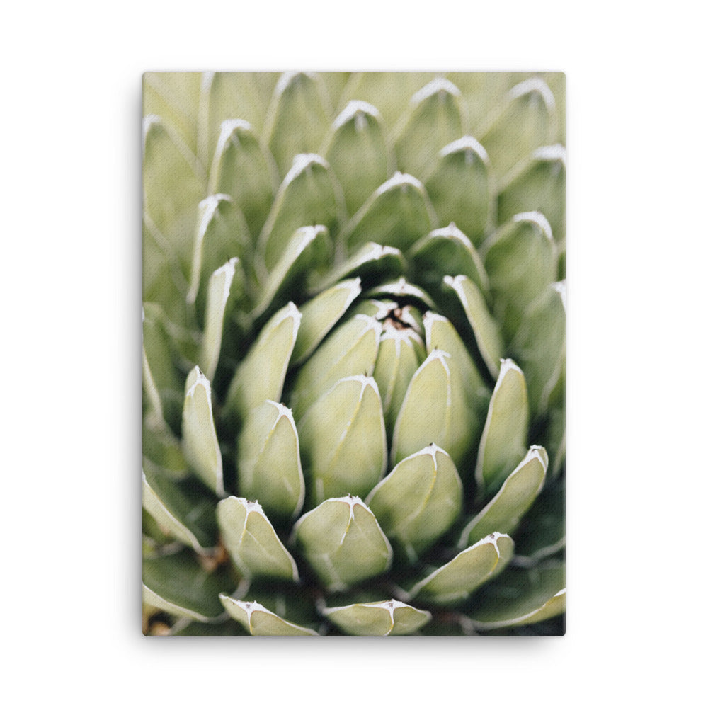 Canvas - Cactus Flower II