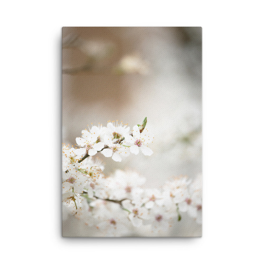 Leinwand - Kirschblüten
