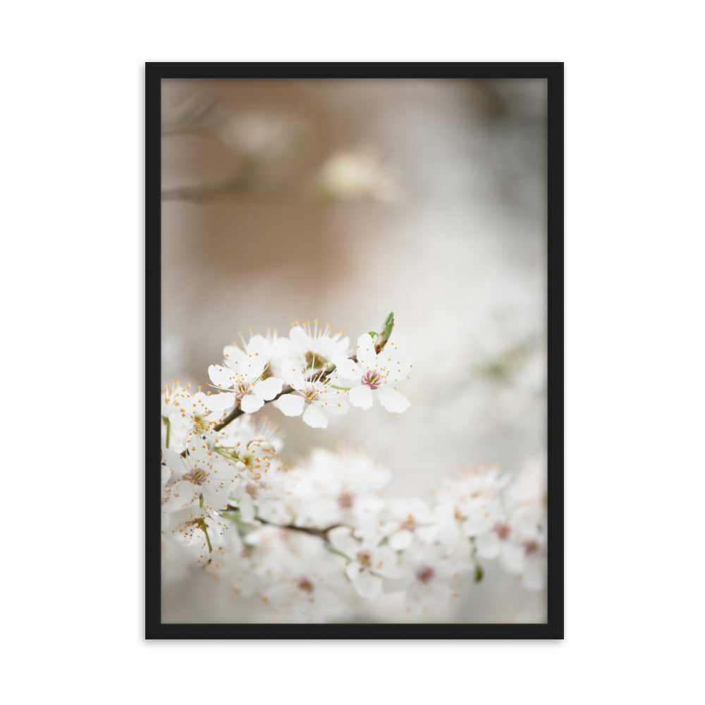 Poster - Cherry Blossoms