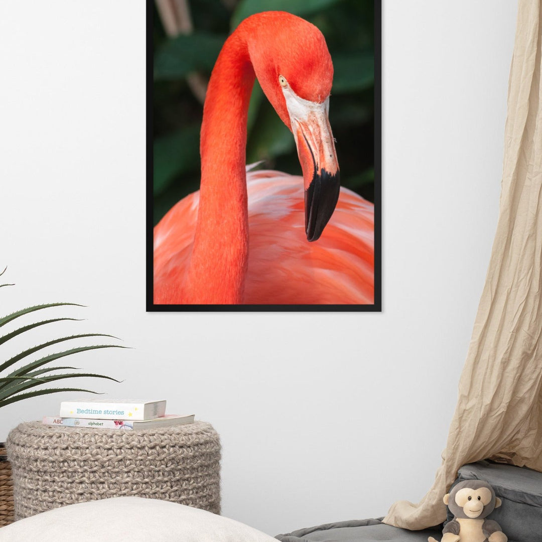 Poster - Flamingo, Phoenicopterus Ruber