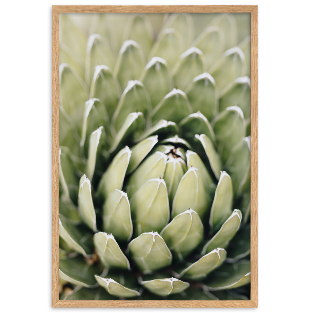 Poster - Cactus Flower II