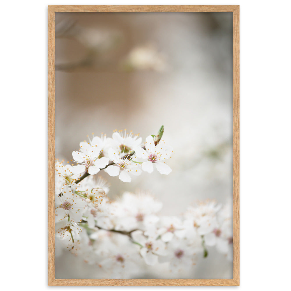 Poster - Cherry Blossoms