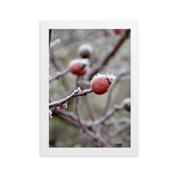 Poster - Winter Berries II
