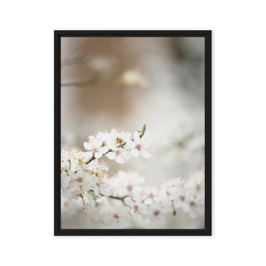 Canvas - Cherry Blossoms