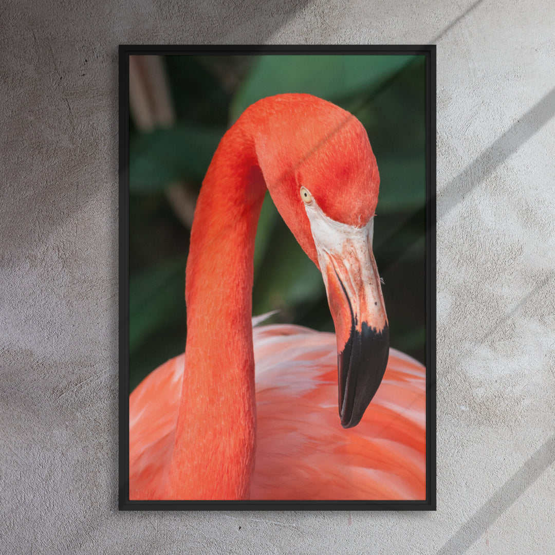 Leinwand - Flamingo, Phoenicopterus Ruber