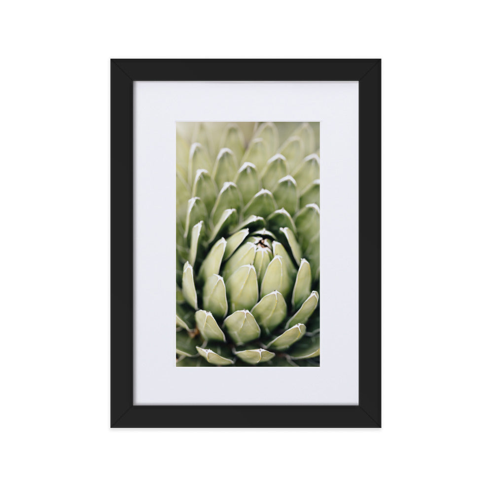 Poster mit Passepartout - Cactus Flower II