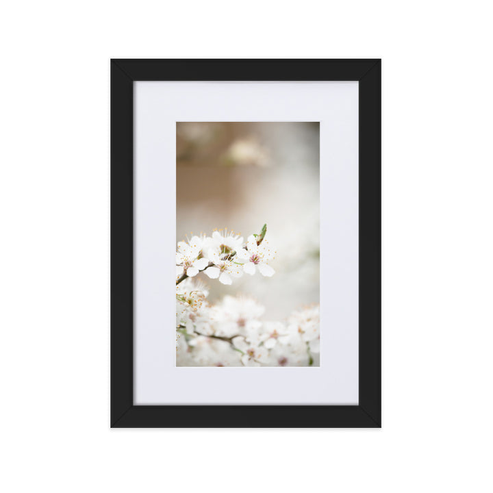 Poster with passepartout - cherry blossoms