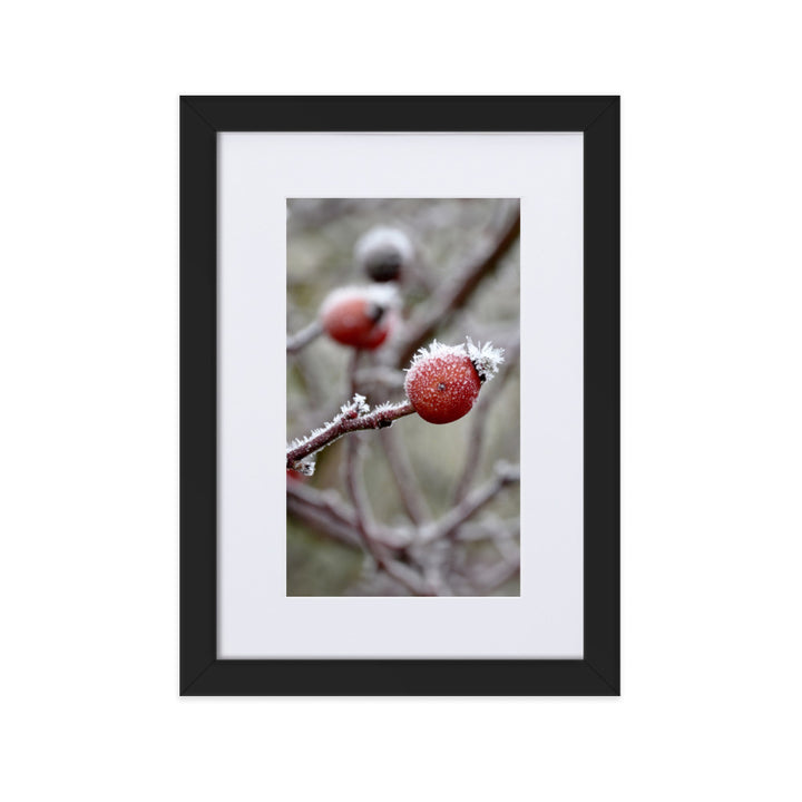 Poster with passe-partout - Winterberries II