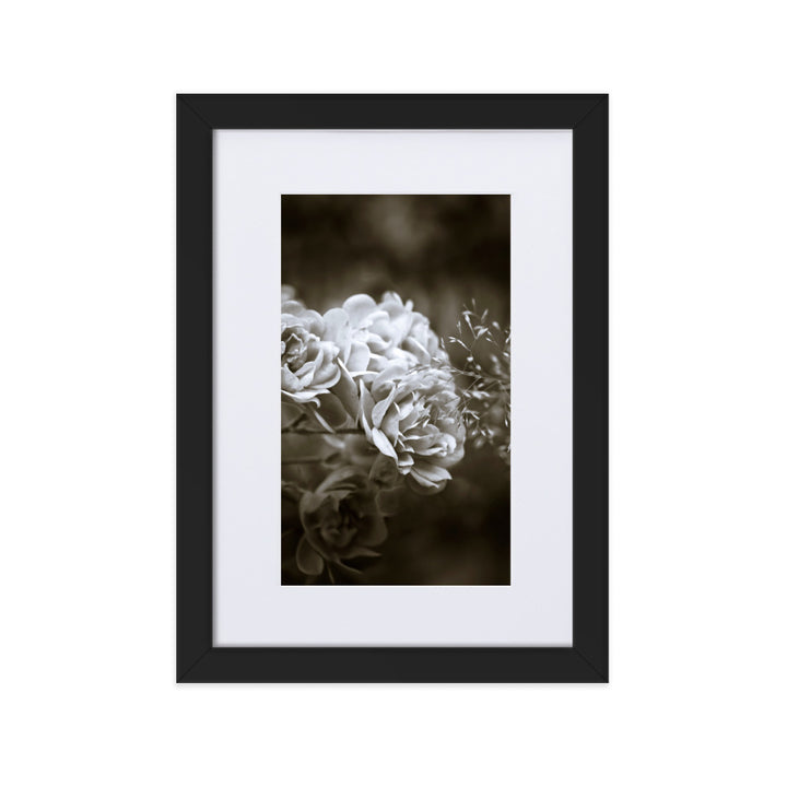 Poster with passepartout - White peonies
