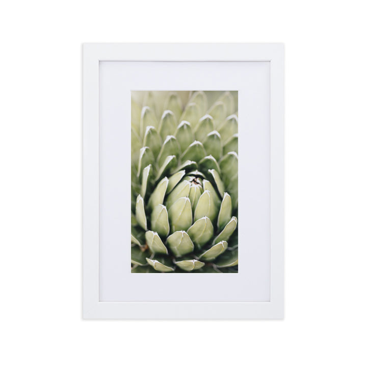 Poster mit Passepartout - Cactus Flower II