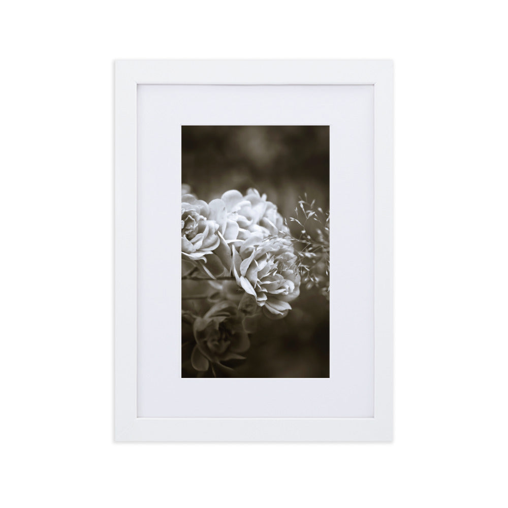 Poster with passepartout - White peonies