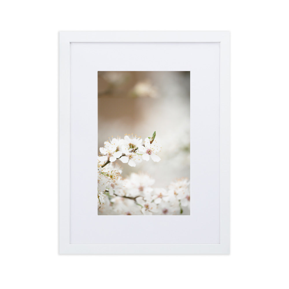 Poster with passepartout - cherry blossoms