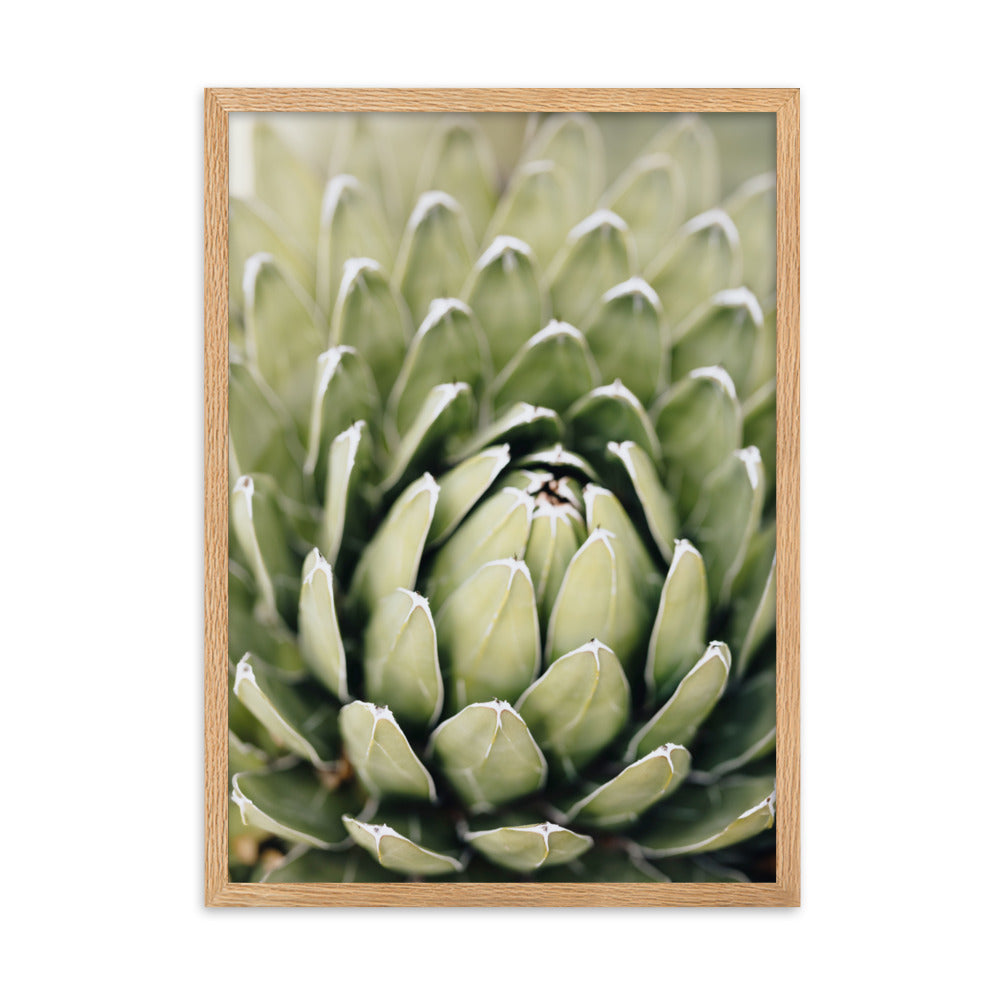 Poster - Cactus Flower II Kuratoren von artlia Oak / 50×70 cm artlia