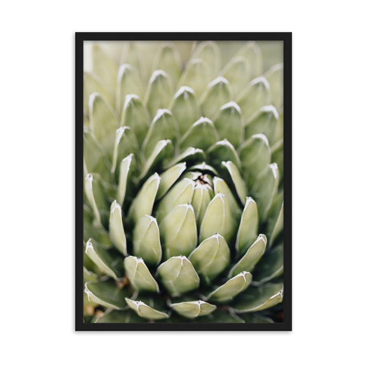 Poster - Cactus Flower II Kuratoren von artlia Schwarz / 50×70 cm artlia