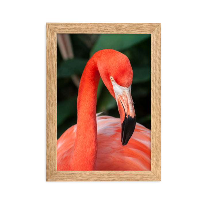 Poster - Flamingo, Phoenicopterus Ruber Oak / 21×30 cm artlia