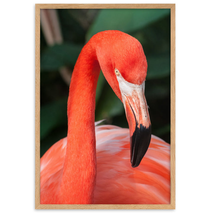 Poster - Flamingo, Phoenicopterus Ruber Oak / 61×91 cm artlia