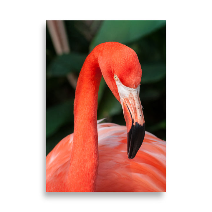 Poster - Flamingo, Phoenicopterus Ruber ohne Rahmen / 21×30 cm artlia