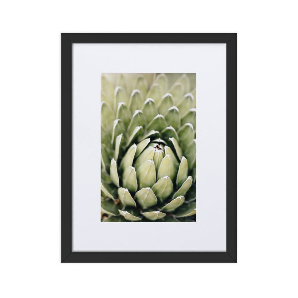 Poster mit Passepartout - Cactus Flower II Kuratoren von artlia Schwarz / 30×40 cm artlia