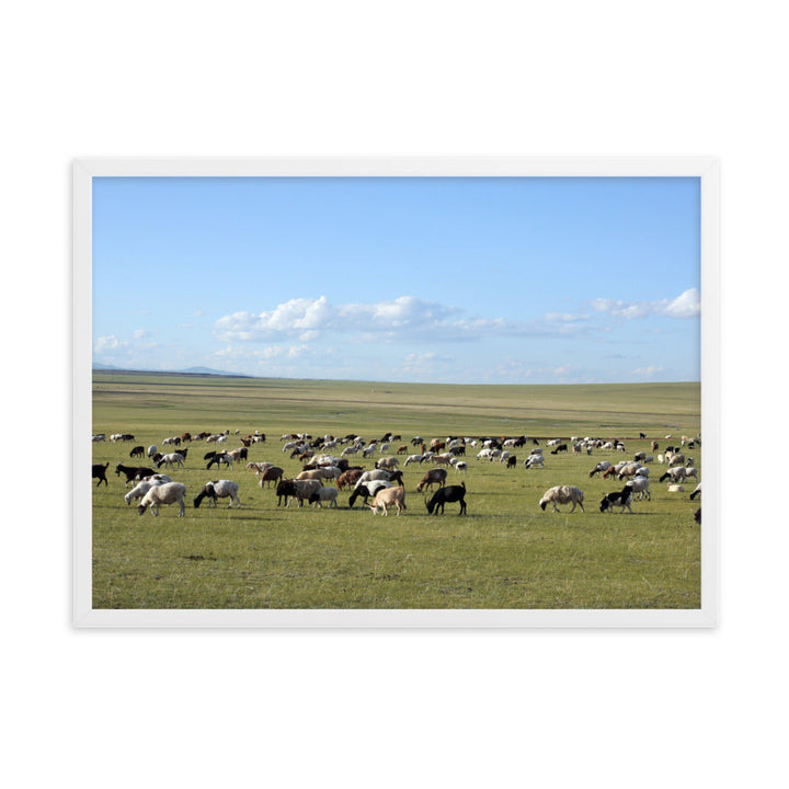 Poster mit Rahmen - Herd of sheep graze in Mongolian steppe Young Han Song Weiß / 50×70 cm artlia