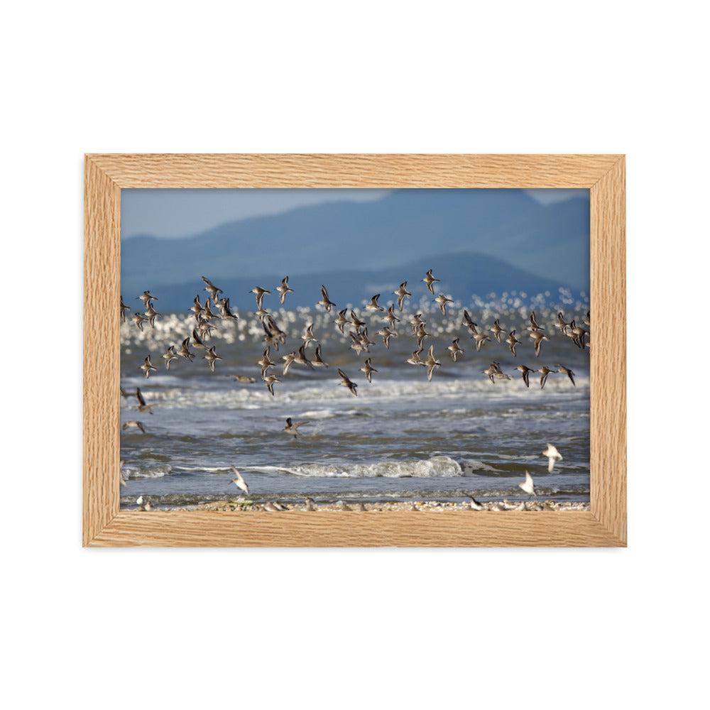 Poster mit Rahmen - Shorebirds Young Han Song Oak / 21×30 cm artlia