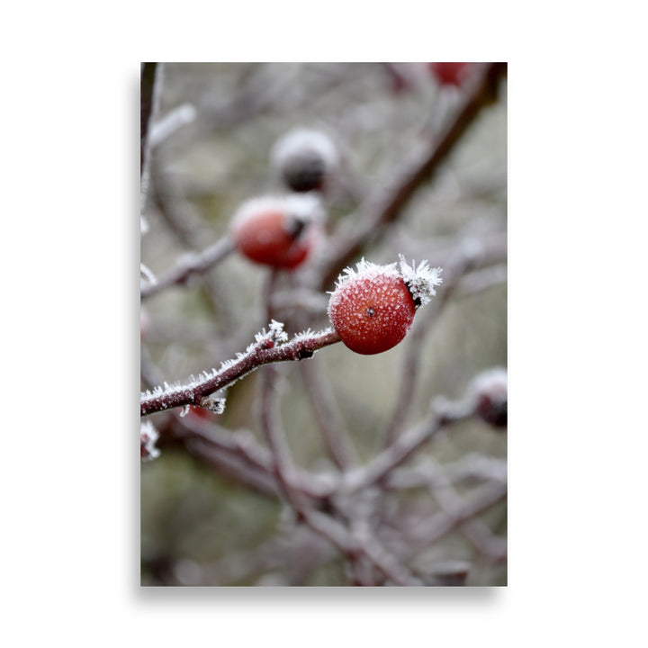 Poster - Winterbeeren II Kuratoren von artlia ohne Rahmen / 21×30 cm artlia