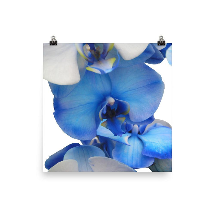 Blue Orchid - Poster Kuratoren von artlia 25x25 cm artlia