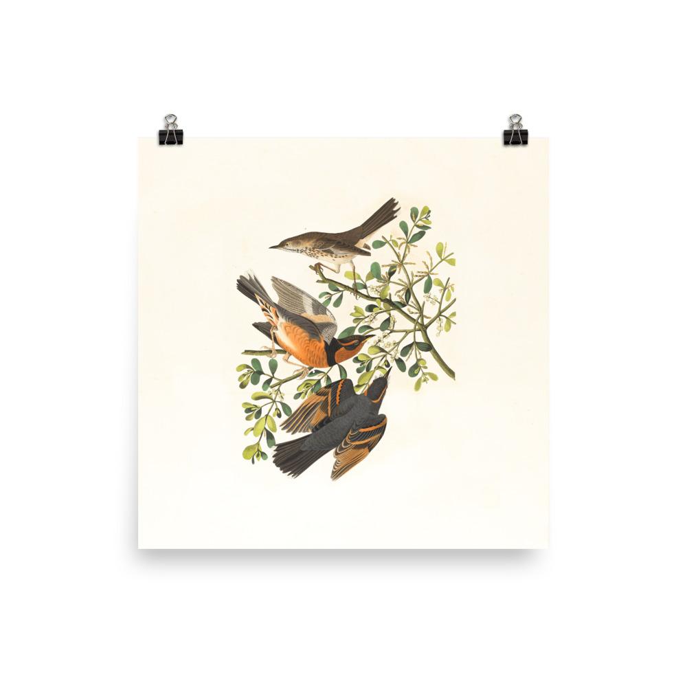 Drei Vögel auf Ästen - Poster Boston Public Library 25x25 cm artlia