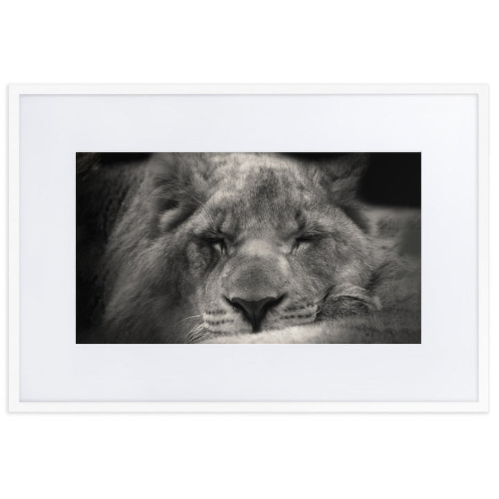 Entspannter Löwin Relaxed Lioness - Poster im Rahmen mit Passepartout artlia Weiß / 61×91 cm artlia