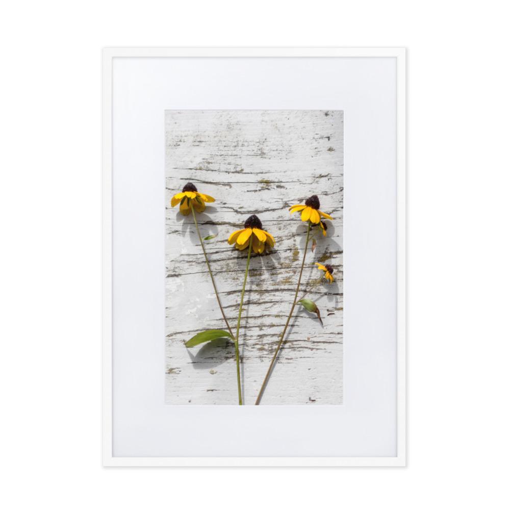 gelbe Blumen Yellow Flowers 7 - Poster im Rahmen mit Passepartout artlia Weiß / 50×70 cm artlia