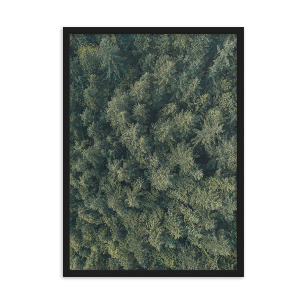 Kiefernwald Pine Forest - Poster im Rahmen Kuratoren von artlia Schwarz / 50×70 cm artlia