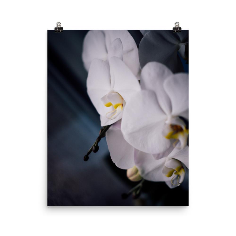 Orchid 02 - Poster Kuratoren von artlia 41x51 cm artlia
