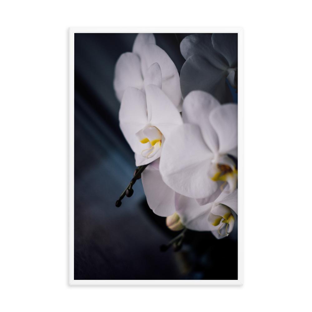 Orchidee 02 - Poster Kuratoren von artlia artlia