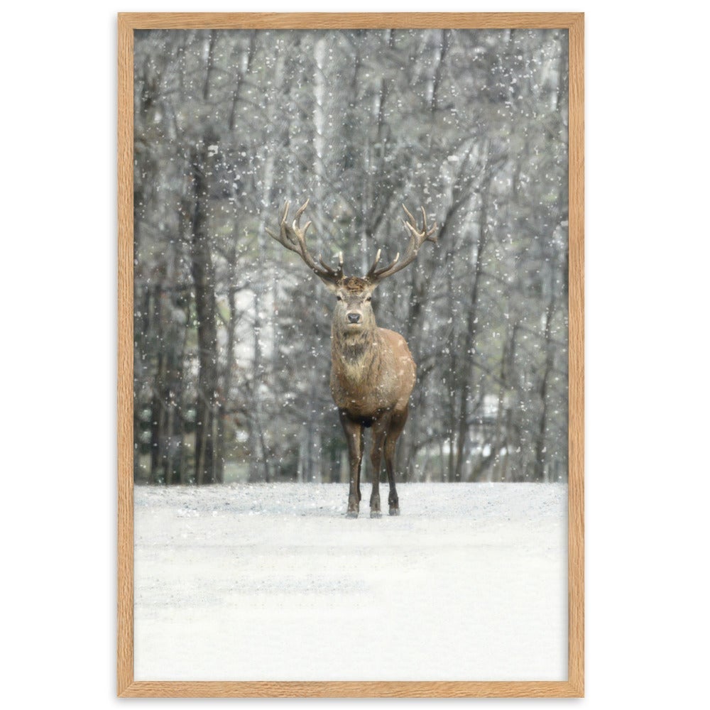 Rotwild im Schnee - Poster im Rahmen artlia Oak / 61×91 cm artlia